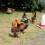 Extra Select Complete Layers Pellets Poultry Feed, 20 kg 3