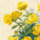 Riolis Cross Stitch Kit - 1515 - Globe Flower 2