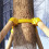 (Inner Diameter 5.3cm) Plant Frame Large Tree Growing Support Stakes Tripod Plastic Cups Garden Tool 1