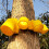 (Inner Diameter 3.8cm) Plant Frame Large Tree Growing Support Stakes Tripod Plastic Cups Garden Tool 3