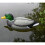 Pisces Pond Floating Drake - Daddy Duck 4