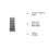 Energizer 395 / 399 Silver Oxide 5 Batteries (SR927W / SR927SW) 5