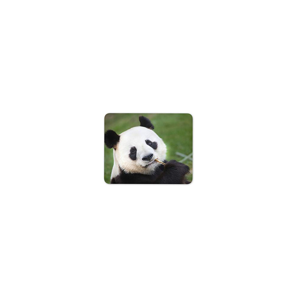 Adorable Panda Bear Mouse Mat Pad - Endangered Wild Computer #14592 7625849307382