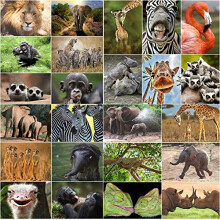 24 Animals from Africa Postcard Set (24 Different Animal Postcards) for Collectors, schools or Postcrossing