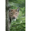 '2 Tier Post Cards No. 10638: Proud Wolf 3