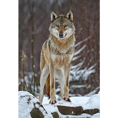 '2 Tier Post Cards No. 10638: Proud Wolf 1
