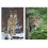 '2 Tier Post Cards No. 10638: Proud Wolf 1