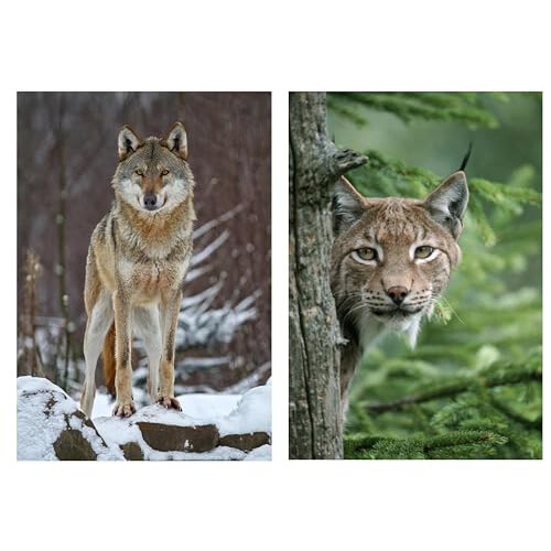 '2 Tier Post Cards No. 10638: Proud Wolf