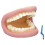 Rapid Rapid Giant Teeth Demonstration Model - 150 x 185 x 140mm 1
