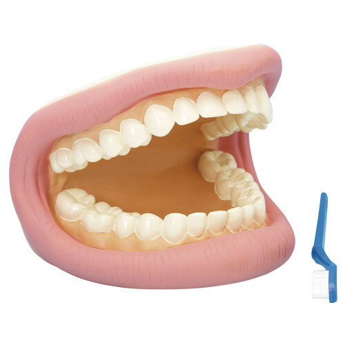 Rapid Rapid Giant Teeth Demonstration Model - 150 x 185 x 140mm