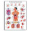 VR1422UU Human Anatomy - The Gastrointestinal System Chart, Paper Version, unlaminated 1