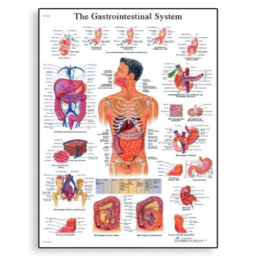 VR1422UU Human Anatomy - The Gastrointestinal System Chart, Paper Version, unlaminated