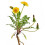 Dandelion Root Cut from Mimea 1kg 4