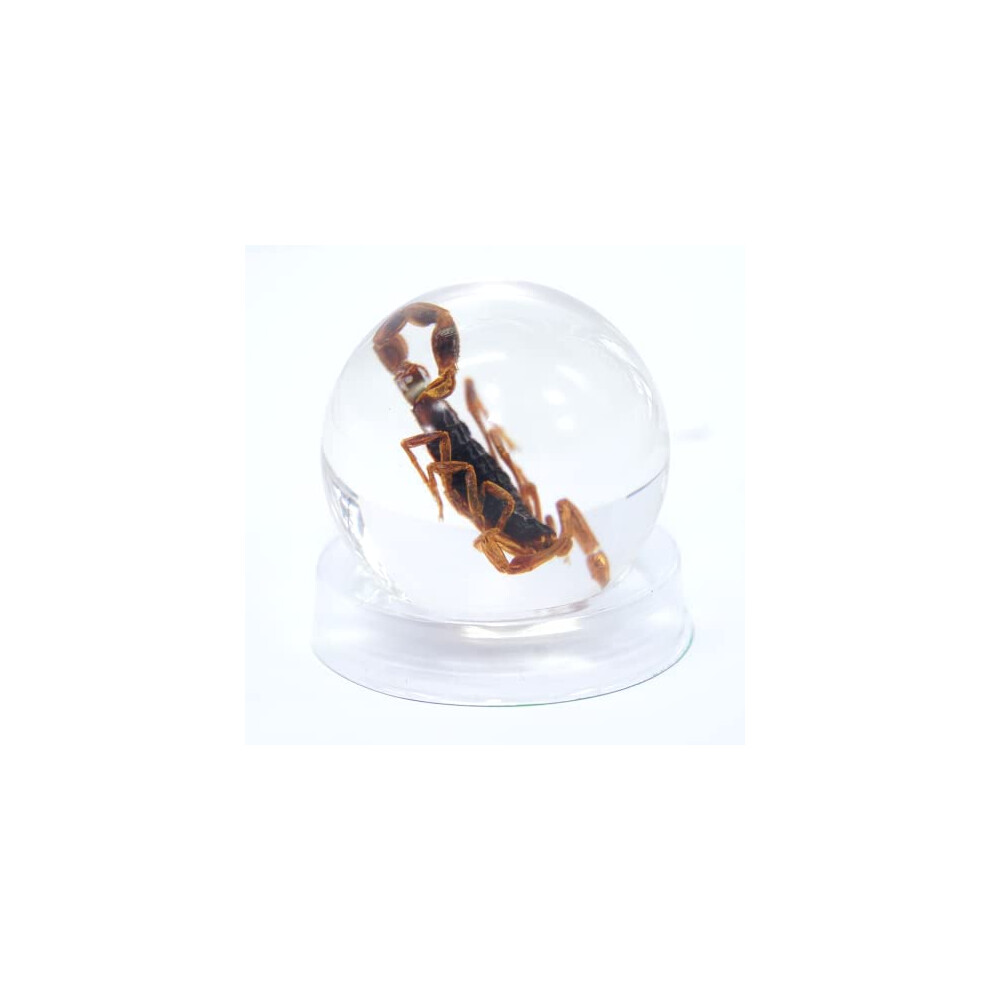 Real Life Scorpion Fun Novelty Educational Insect Resin Ball Display