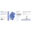 Collagen Peptides - Hydrolyzed Type 1 & 3-300g 2
