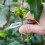 Grafting/Budding Knife – Pocket Garden Knife Ideal for Precise Pruning, Budding and Grafting – Rust-Resistant Stainless Steel Blade 3