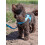 Ancol Viva Padded Harness Blue M 41-53cm 4