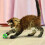 KONG - Cat Active Tennis Balls with Bells - Cat Play Toys with Interior Bell - 3 Pack 3