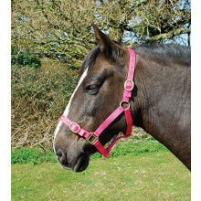 Nylon Headcollar - Full - Raspberry