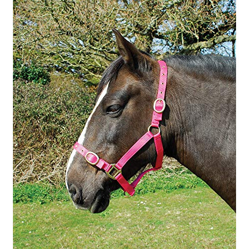 Nylon Headcollar - Full - Raspberry