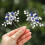 Pearl Wedding Hair Pins Crystal Hair Clips Headpiece Bridal Hair Accessories for Women and Girls (Blue) 1