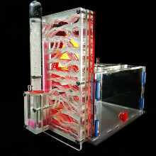 (white red) Large Space Ant Nest Live Ants Ornamental Habitat Insect Studio Cage Pet Villa Acrylic City 3d-b1 Ant Dream Workshop Biology Class Toys