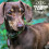 Ancol Timberwolf Leather Collar Green 55-63cm Size 8 7