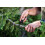 Gerber Armbar Scout - Onyx, Black 10