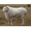 Merino Wool Fiber (8oz) 4