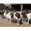 Merino Wool Fiber (8oz) 3