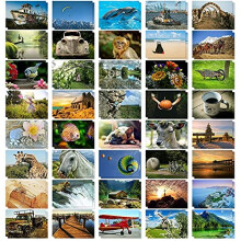 Bedste papirhilsener 40 Pack Bulk Animal and Travel Postcards fra hele verden til mailing Assorteret natur Taknoter (4 x 6 in)