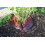 BGS Diy 53755 | Tree Watering Ring | 55 l 2