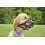 Rosewood Silicone Muzzle (Size 2) 3