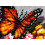 Latch Hook Rug Kit Floral Butterfly, Assorted, 49x61cm 2