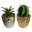 15cm Set of Two Silver and Gold Ceramic Planters with Artificial Cactus and Dracaena 1