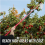 Apple Fruit Picker Pole Telescopic Handle Basket Garden Tree Catcher 3