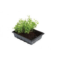Professional Half Seed Tray With Holes Pack of 5 For Plants Gardening
