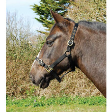 Nylon Headcollar - Full - Black