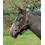 Nylon Headcollar - Shetland - Brown 1