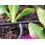 Hozelock Hozelock T Piece Connectors 4mm (12 pack) 3