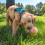 Nina Ottosson Dog Rumble Puzzle Org 6