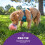 Nina Ottosson Dog Rumble Puzzle Org 5