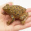 Fake Toad Toad Prop Frog Playing In Water Squeezing To Call Animal Toys 2