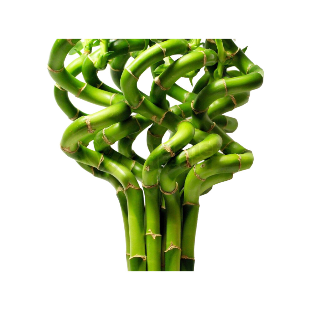 (5) 40cm Lucky Bamboo - Indoor Plant Pot Garden Windowsill Bowl