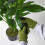 Homescapes HOMESCAPES Microfibre Dusting Gloves for Artificial Plants, Green 5