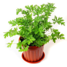 100pcs Citronella Plant Seeds Mozzie Buster Plant Mosquito Repellent Plant(only Seed)