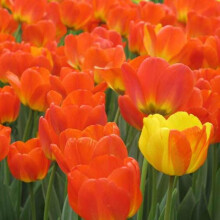50Pcs/Bag Tulip Seed Eco-friendly Good Water Absorption Mini Colorful Potted Tulip Seed for Household