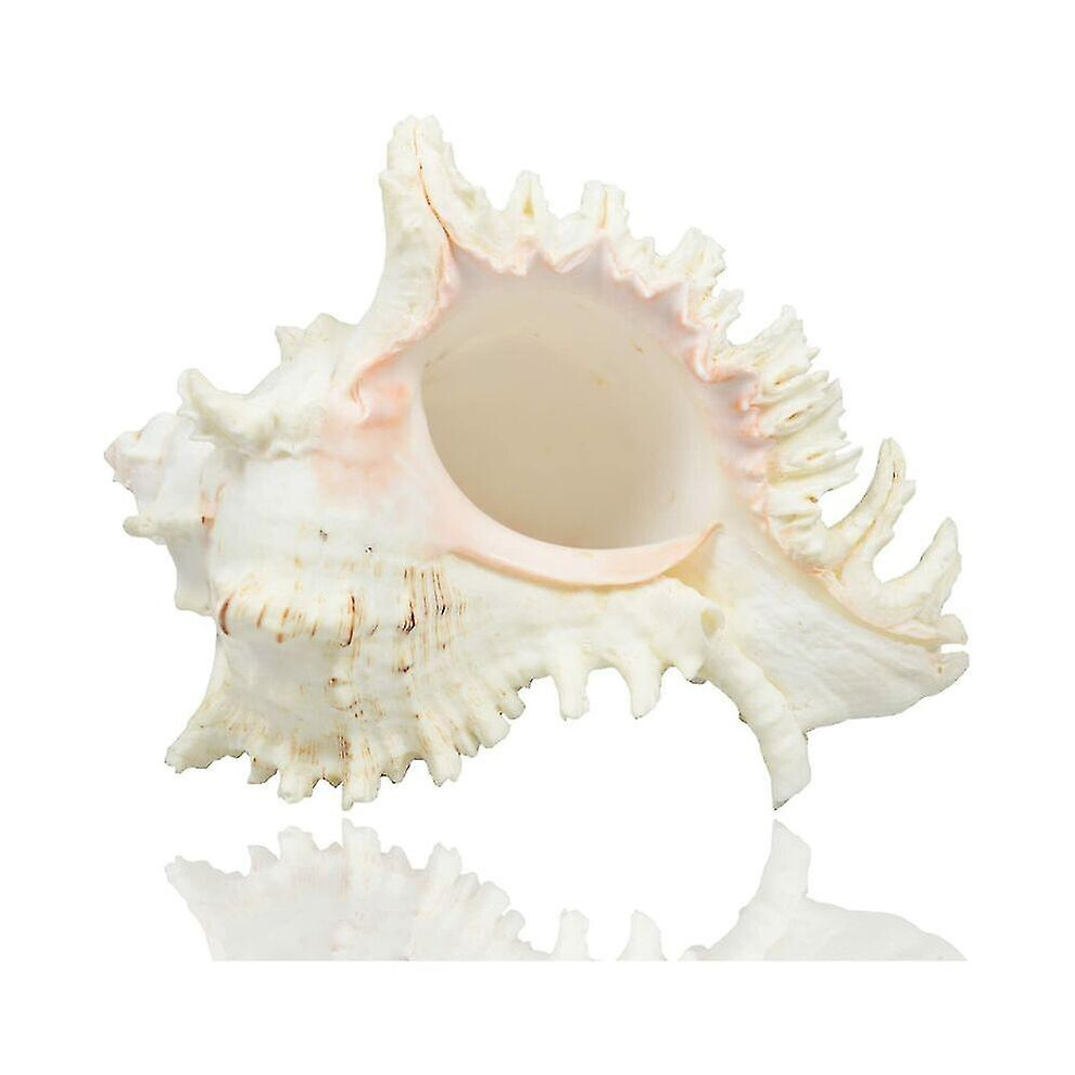 Large Natural Sea Shells, Huge Ocean Conch 78 Inches Jumbo Seashells Perfe