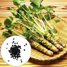 500pcs Wasabi Seeds Productive Well-adapted Strong Vitality Nutritious Drought Tolerant Easy Germination Edible Garden Vegetable Horseradish Seeds Gar