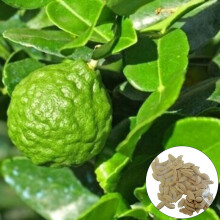 50Pcs/Bag Citrus Seeds Fragrant Quick Growth Nutritive Natural Fruiting Kaffir Lime Seeds for Courtyard